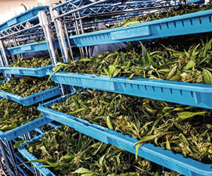 Cannabis Drying Gallery