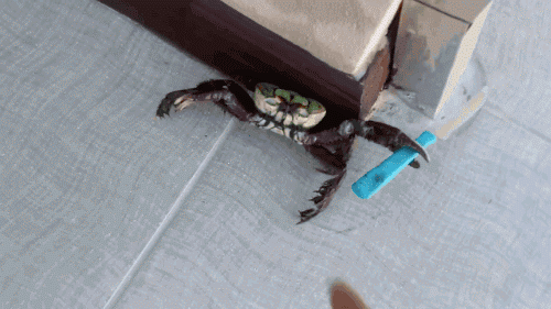 A crab brandishes a swtichblade. 