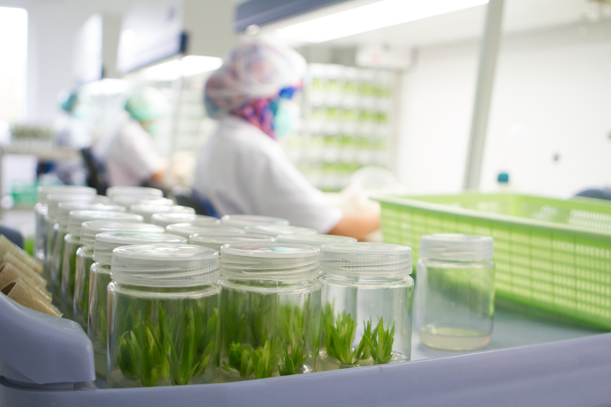 Organizing tray holding sealed jars containing grasslike organic material.